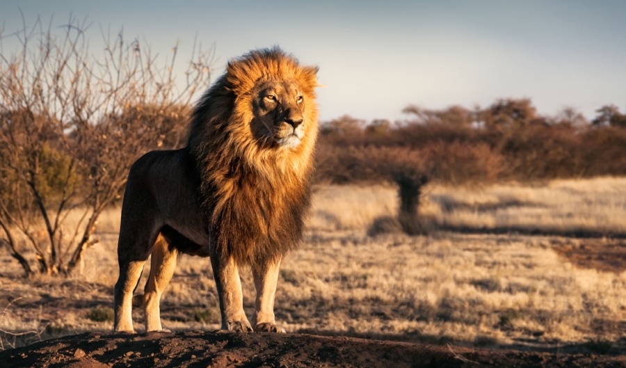 lion-blog